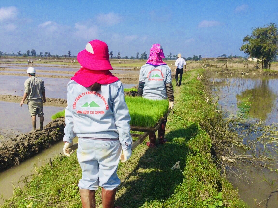 Quảng Trị: Gỡ khó cho Dự án Nhà máy sản xuất mạ khay và phân bón hữu cơ Hải Lăng