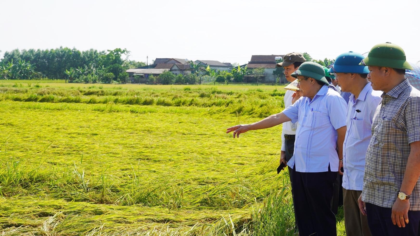 Hơn 3.000 ha lúa Đông - Xuân ở Quảng Trị ngã rạp do dông lốc, mưa đá