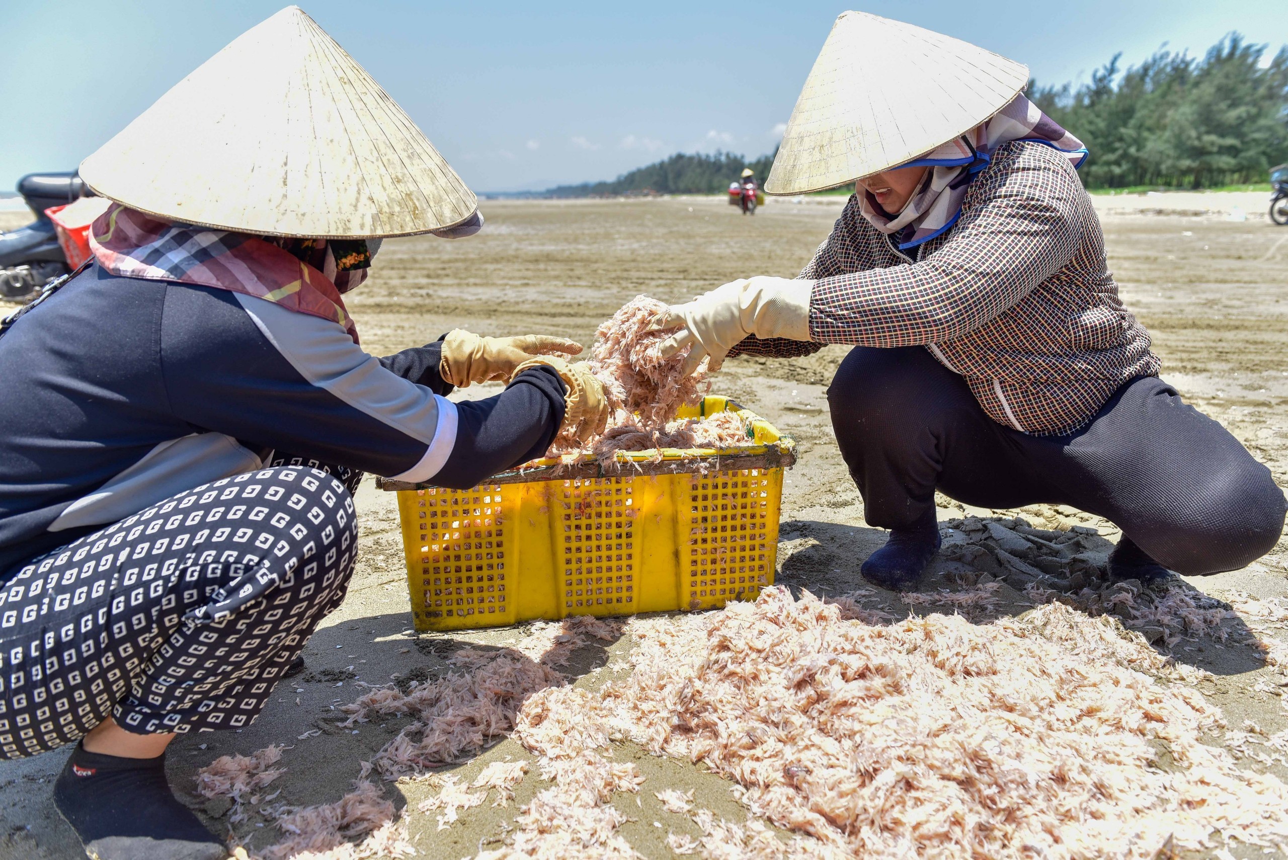 Thanh Hoá vào mùa ruốc, ngư dân thu tiền triệu mỗi ngày