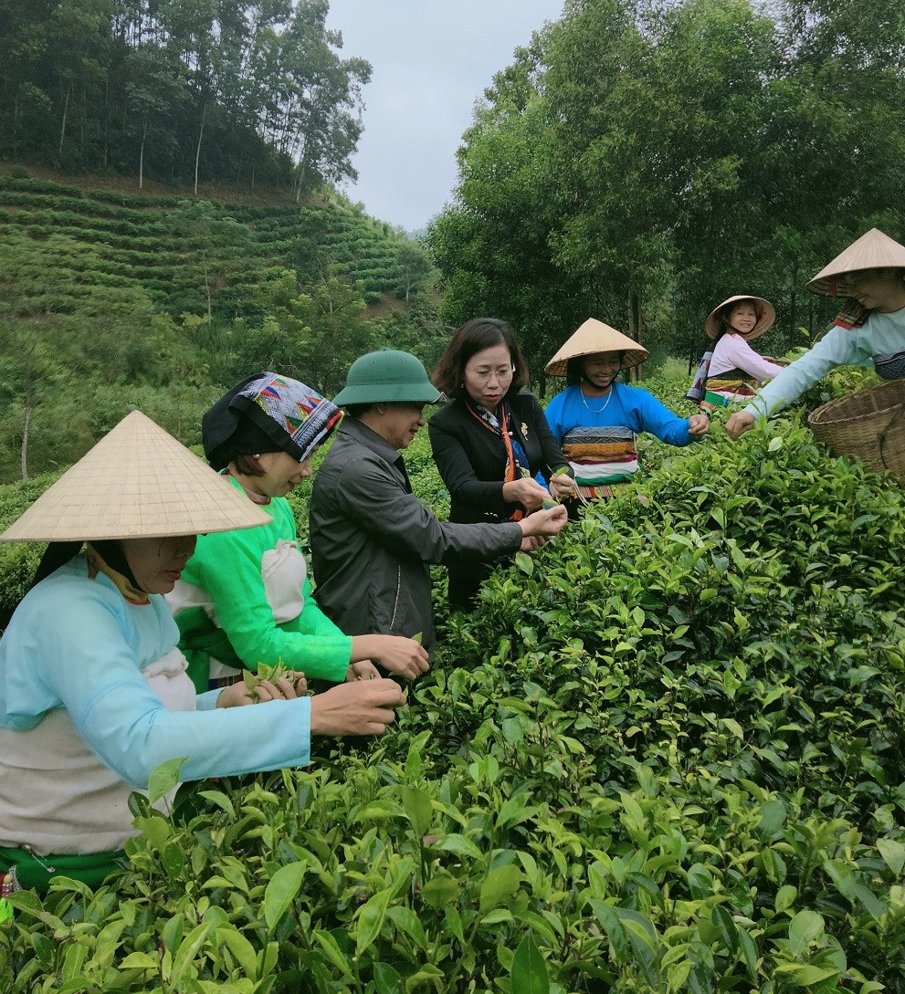 Thanh Hóa: Sản xuất chè theo hướng VietGap gắn với du lịch cộng đồng