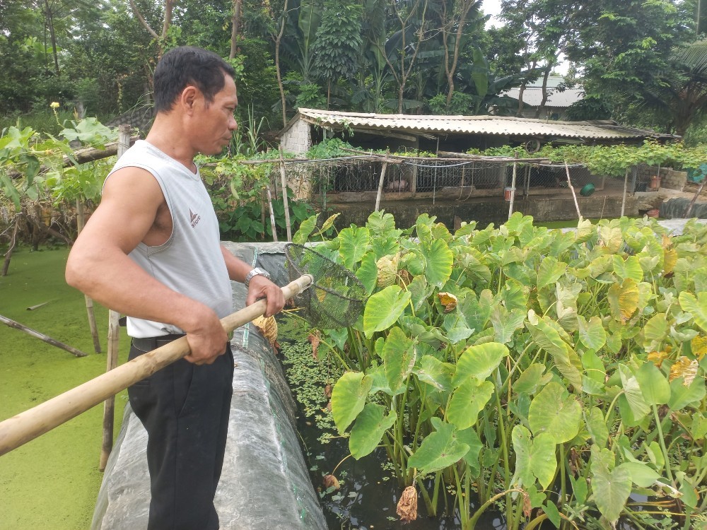 Thanh Hóa: Thu trăm triệu đồng mỗi năm nhờ nuôi ốc nhồi