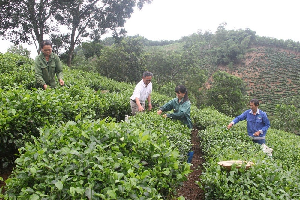 Phát huy vai trò kinh tế hợp tác xã trong chuyển dịch cơ cấu cây trồng, vật nuôi tại miền núi