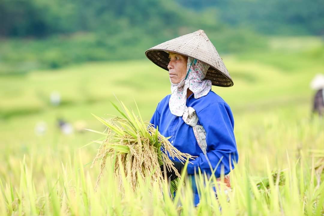 Thanh Hóa: Quy định định mức đất sản xuất tại các xã, thị trấn của các huyện miền núi, vùng dân tộc thiểu số