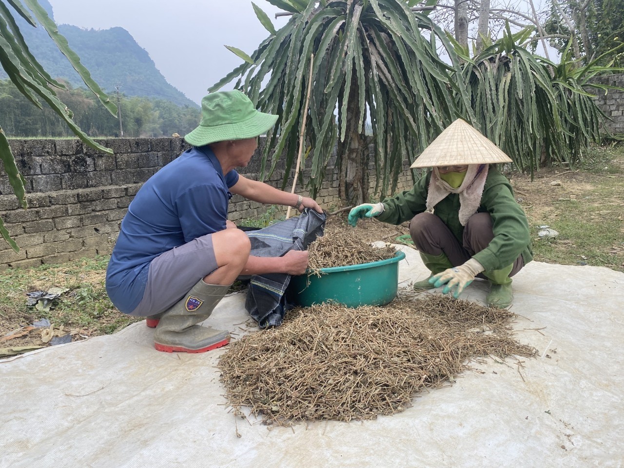 Thanh Hóa tìm giải pháp để cây dược liệu phát triển tương xứng với tiềm năng