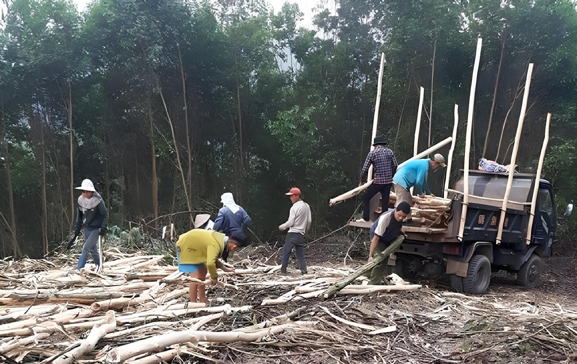 Nỗi lòng người trồng rừng xứ Thanh khi đầu ra gỗ nguyên liệu còn gian nan