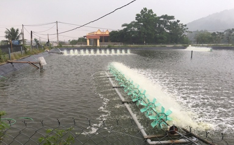 Bảo đảm an toàn diện tích nuôi trồng thủy sản trong mùa mưa bão