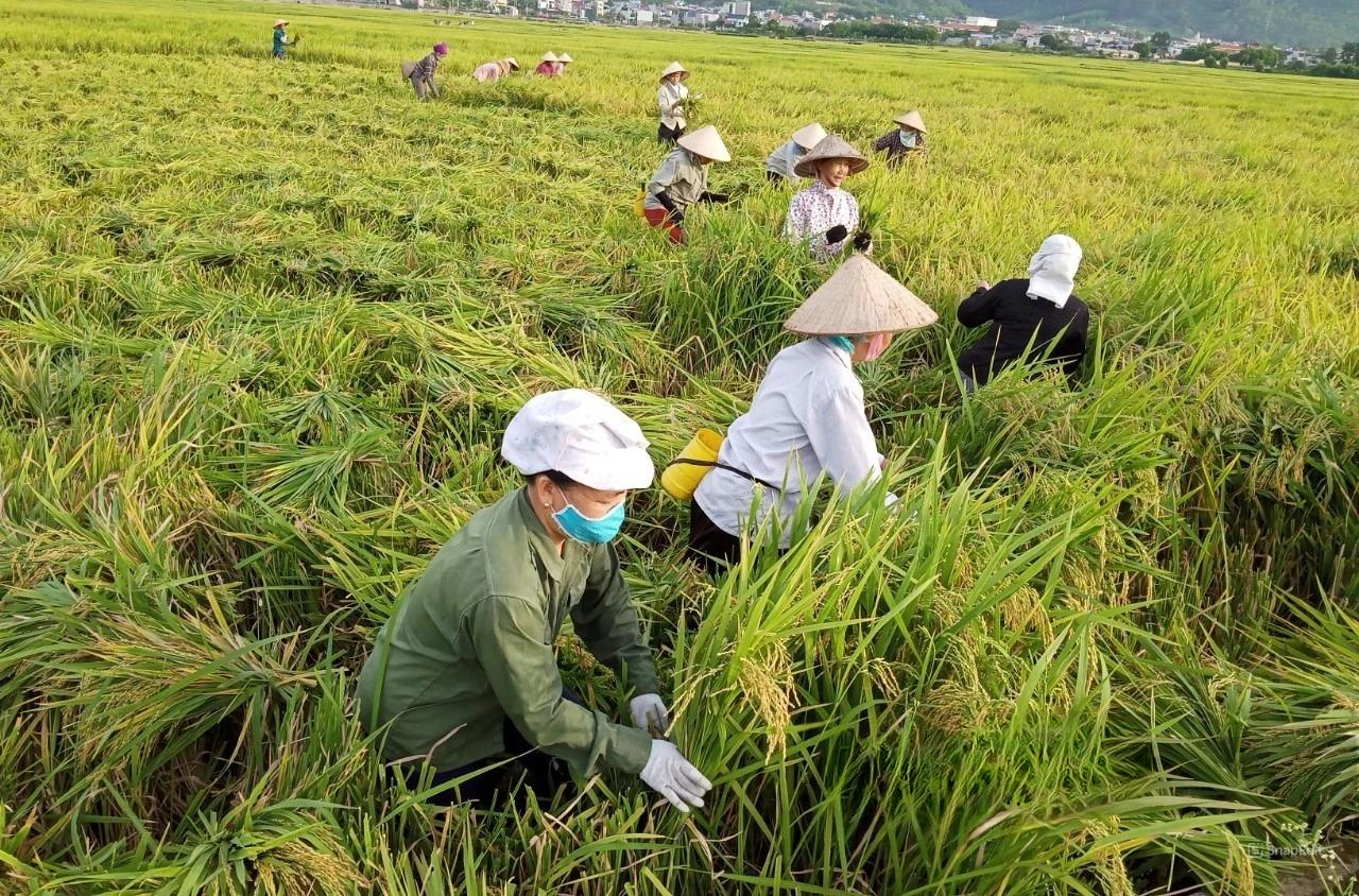 Tương lai xanh cho ngành nông nghiệp Thanh Hóa từ mô hình sản xuất lúa hữu cơ