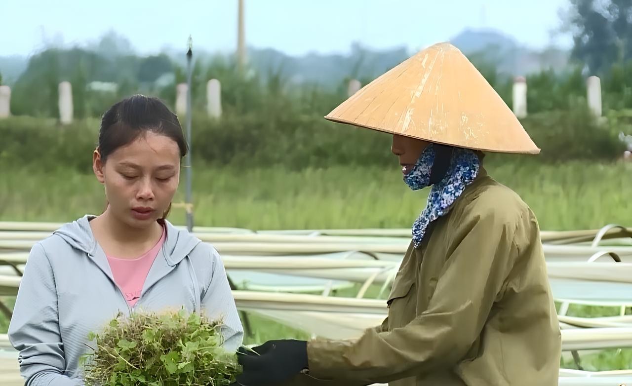 Thanh Hóa: Nhân rộng vùng sản xuất nông nghiệp an toàn