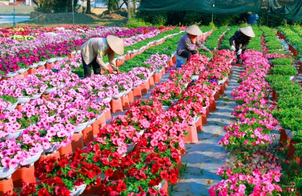 Làng hoa Ninh Phúc -  Rực rỡ sắc màu chuẩn bị cho Tết Nguyên đán