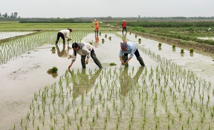 nong-dan-xuong-dong-1738725080.jpg