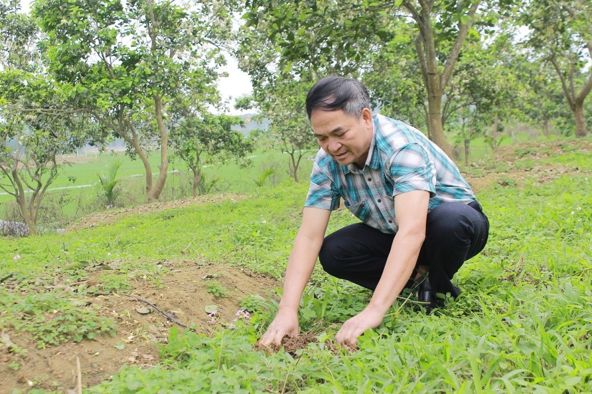 Trang trại bưởi Diễn của ông Lê Xuân Hoằng sử dụng phân bón ủ hoai mục kết hợp chế phẩm sinh học để cải tạo đất và nâng cao chất lượng quả.