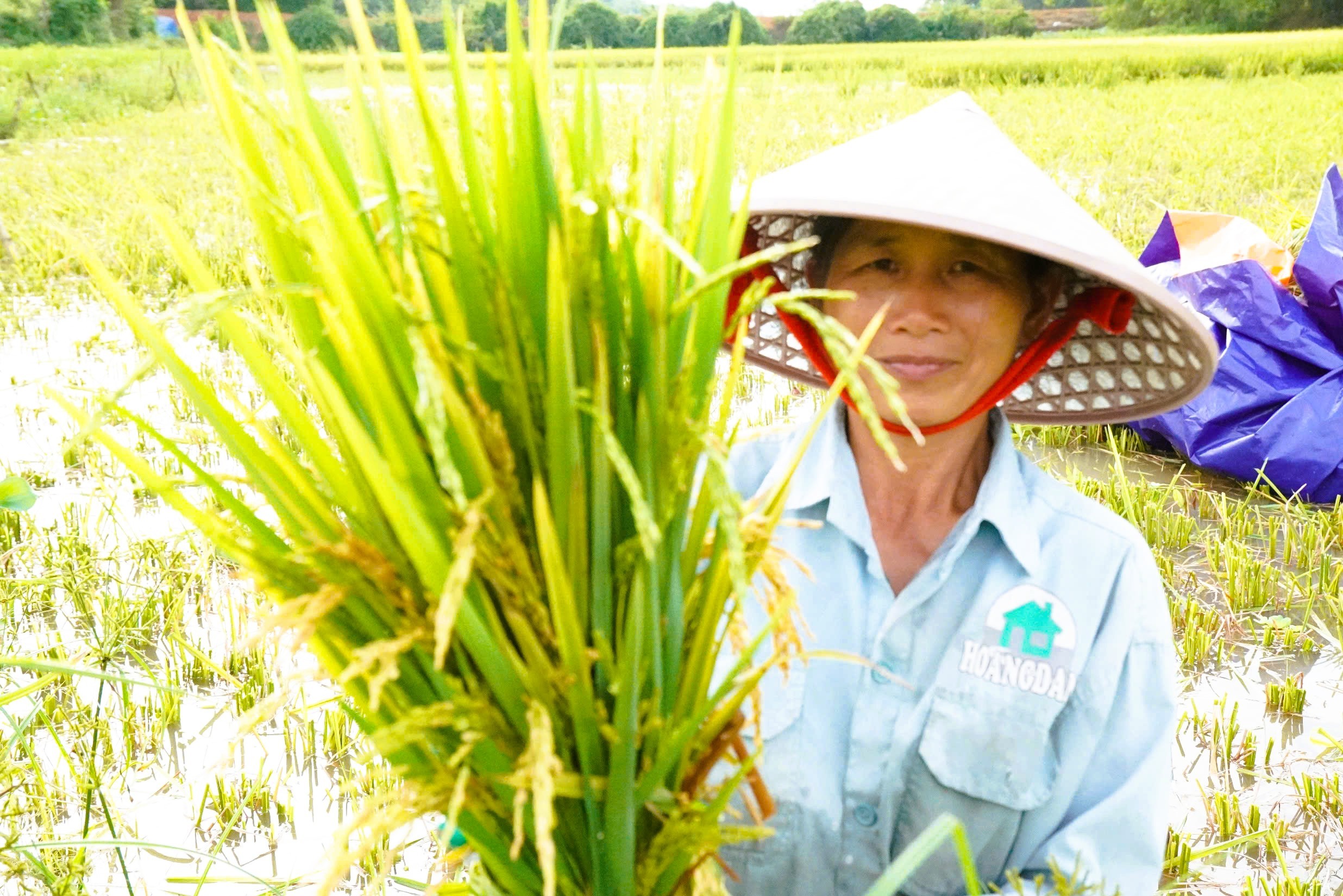 Hơn 31 ha lúa của người dân huyện Thọ Xuân (Thanh Hóa) không kết hạt, gây thiệt hại nghiêm trọng cho bà con nông dân.