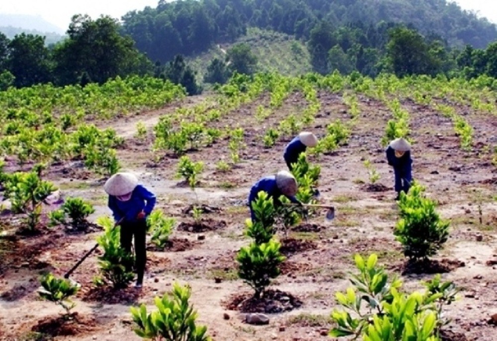 C.P. Việt Nam khởi động dự án trồng rừng tại Thừa Thiên - Huế