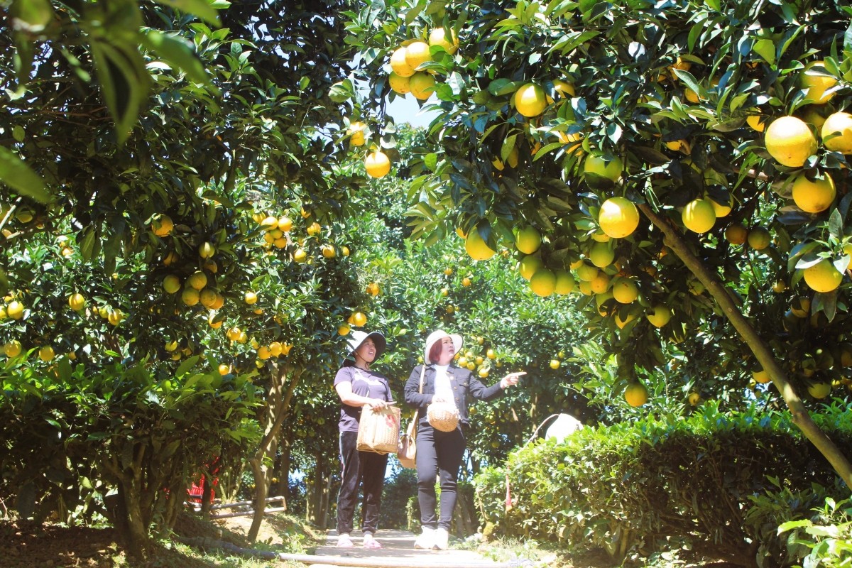 "Sắc màu Mộc Châu" hút hồn du khách