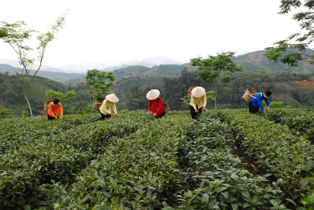 Lào Cai: Tập trung phát triển nông nghiệp theo hướng sinh thái