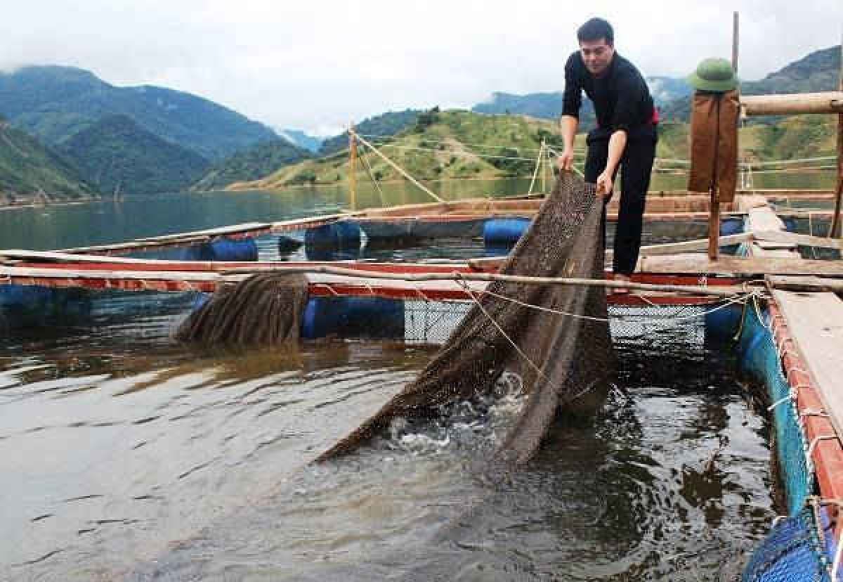 Mô hình nuôi cá lồng bè giúp người dân vùng cao thu hàng trăm triệu đồng mỗi năm