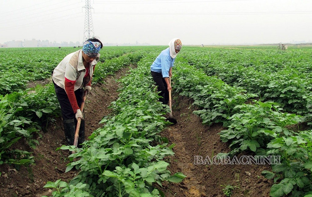 Bắc Ninh: Xây dựng các vùng nông nghiệp xanh góp phần phát triển kinh tế bền vững