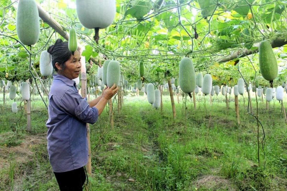 “Tuần Văn hóa - Du lịch Bắc Kạn” gắn với trải nghiệm bí xanh thơm Ba Bể năm 2023