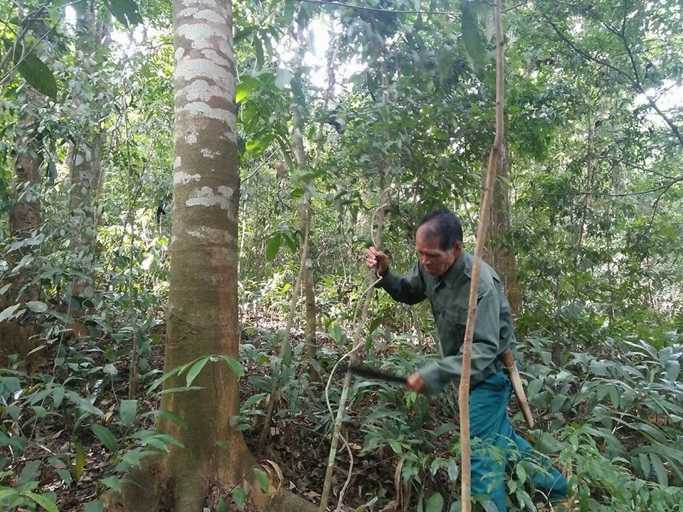 Lão nông nghèo dành trọn tình yêu với rừng lim xanh