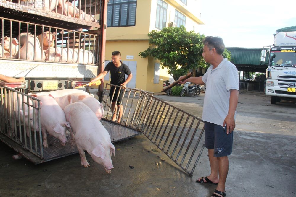 Giá heo hơi hôm nay giảm nhẹ ở miền Bắc, đi ngang tại miền Trung – Tây Nguyên