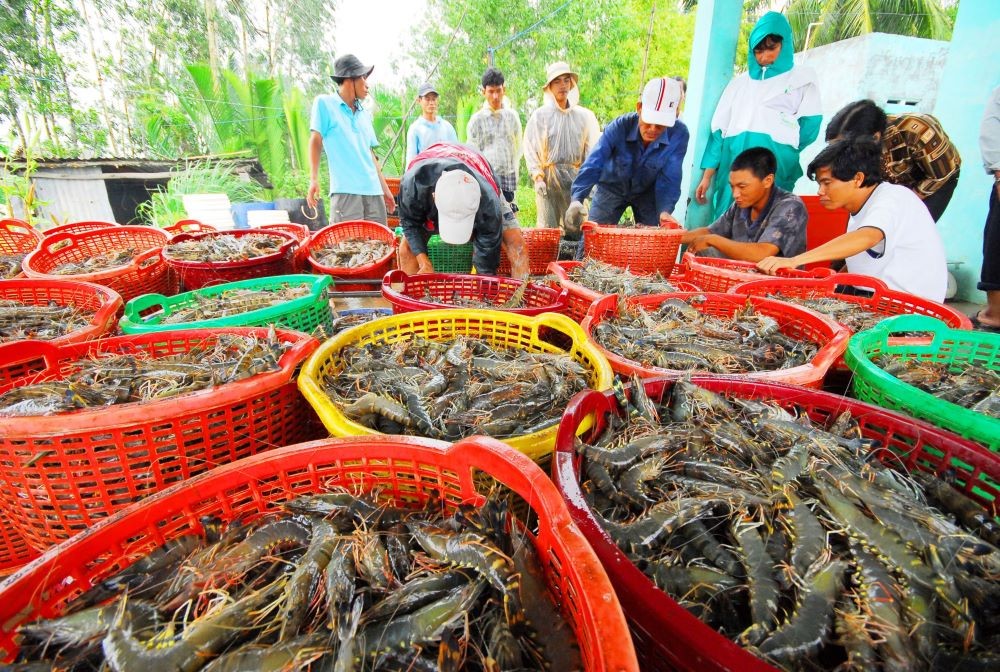 Cà Mau: Người dân lo lắng vì giá tôm nguyên liệu giảm sâu