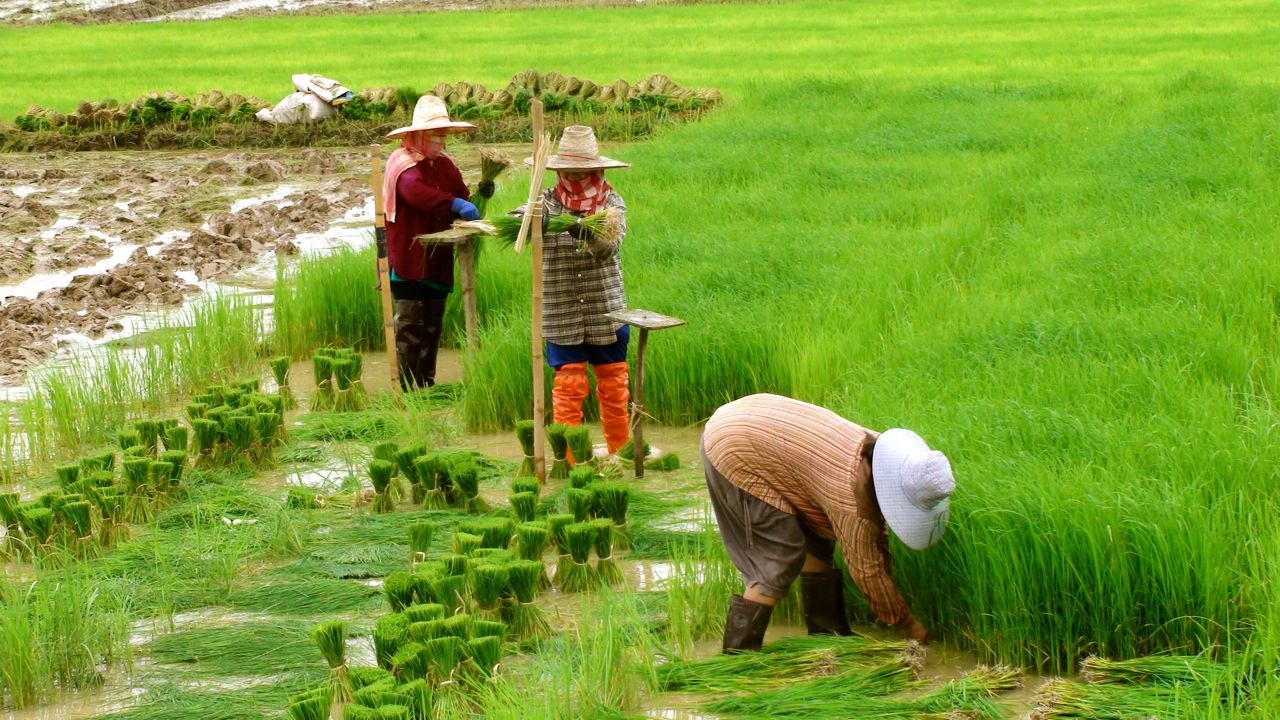 ไทยแนะนำให้เกษตรกรลดพื้นที่ปลูกข้าวเนื่องจากปรากฏการณ์เอลนีโญ