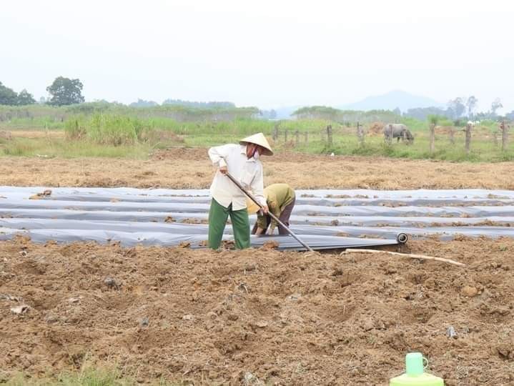 Hà Tĩnh: Nông dân đẩy mạnh sản xuất vụ Đông