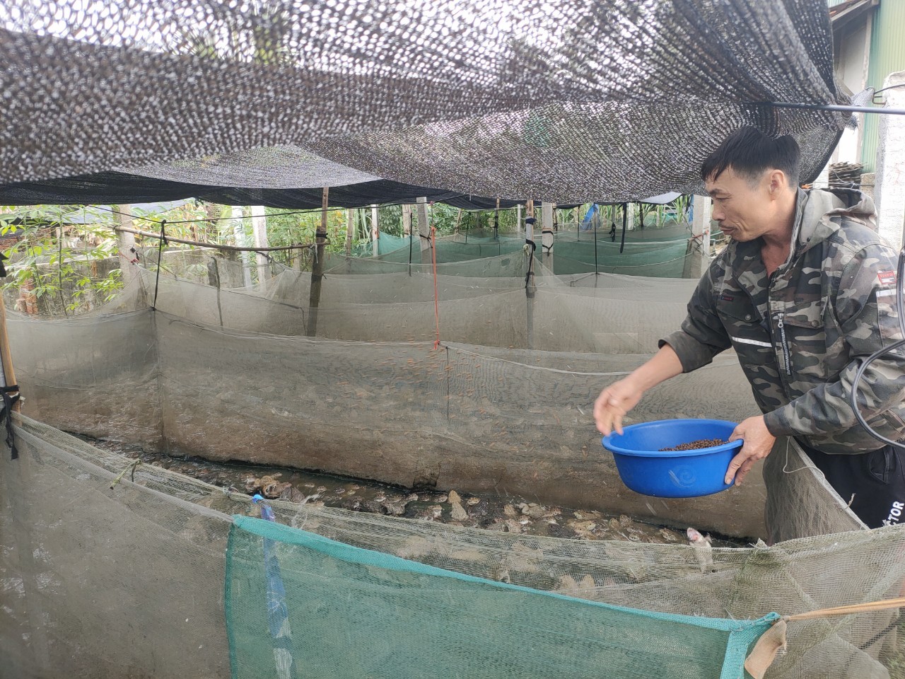 Nuôi ếch Thái Lan, nữ nông dân mỗi năm bỏ túi gần 300 triệu đồng