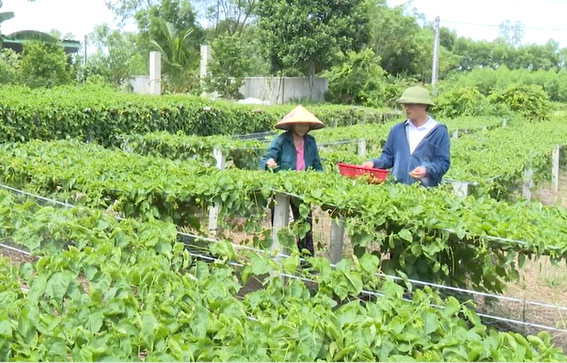 Cây thiên lý giúp người dân vùng biên Hà Tĩnh nâng cao thu nhập