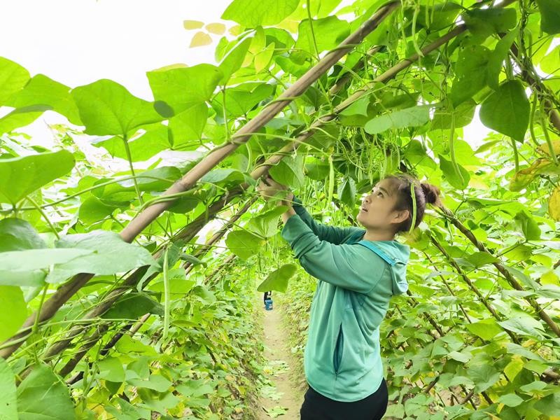 Cây đậu cô ve mang lại thu nhập khá cho nông dân vùng ngoài đê La Giang