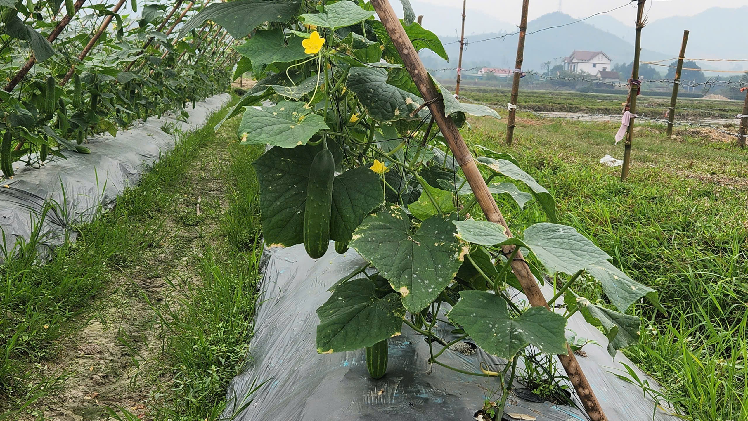 Hà Tĩnh: Hiệu quả trồng dưa chuột vụ Đông trên đất hai lúa