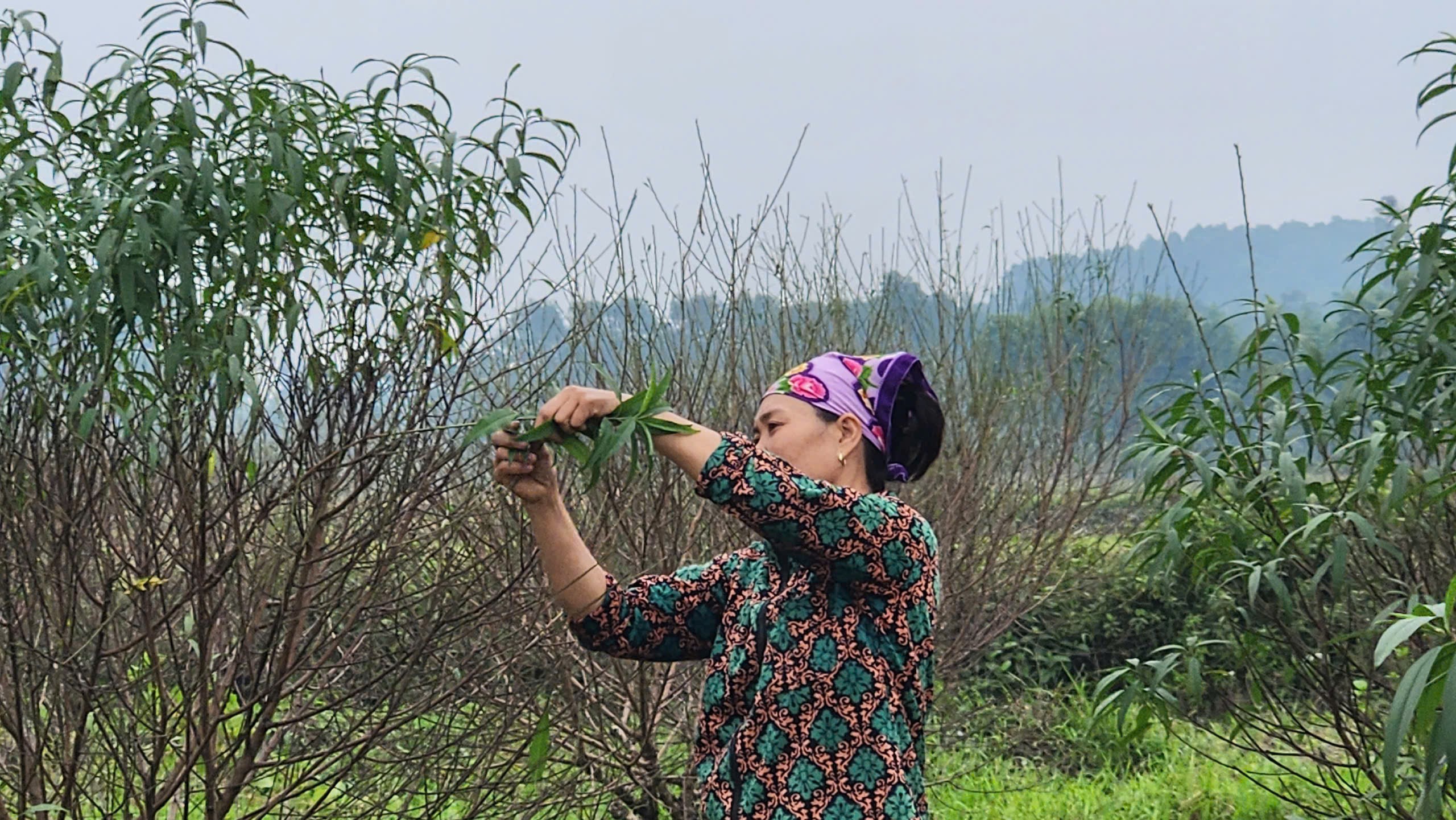 Người trồng đào Hà Tĩnh tất bật tuốt lá đón nụ để bán đúng dịp tết