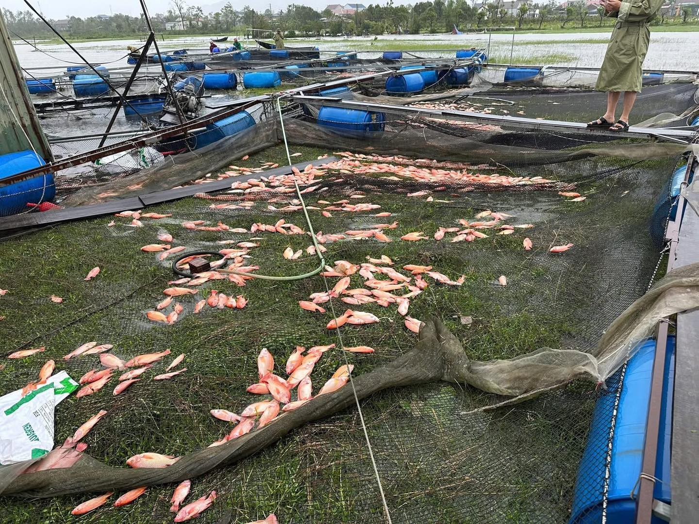 Hà Tĩnh: Hàng ngàn người hỗ trợ tiêu thụ 20 tấn cá bị ảnh hưởng do bão số 10
