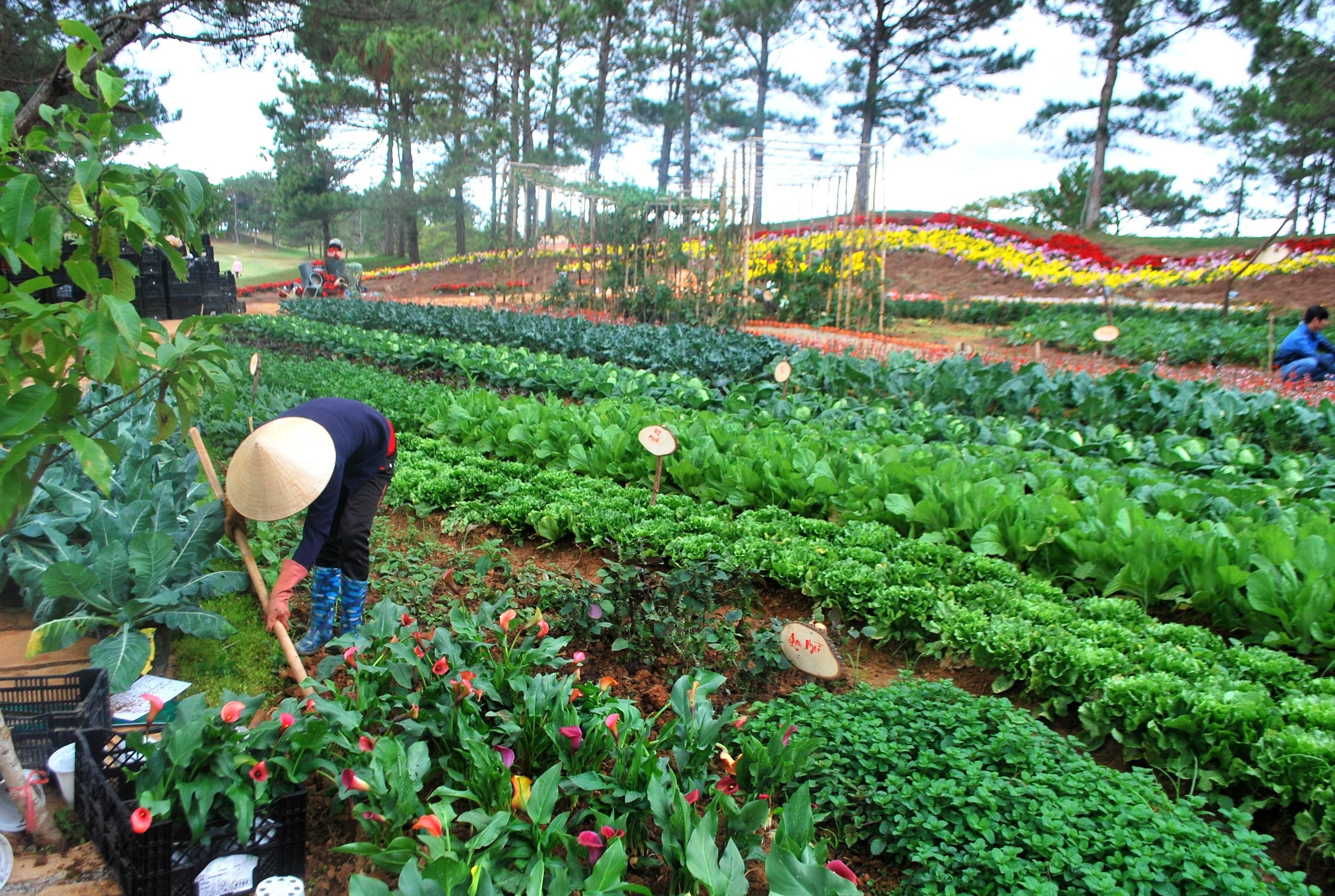 Huyện Lạc Dương, Lâm Đồng: Đẩy mạnh mô hình du lịch canh nông