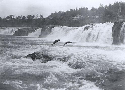 495px-salmon-leaping-at-willamette-falls-1646708307.jpg