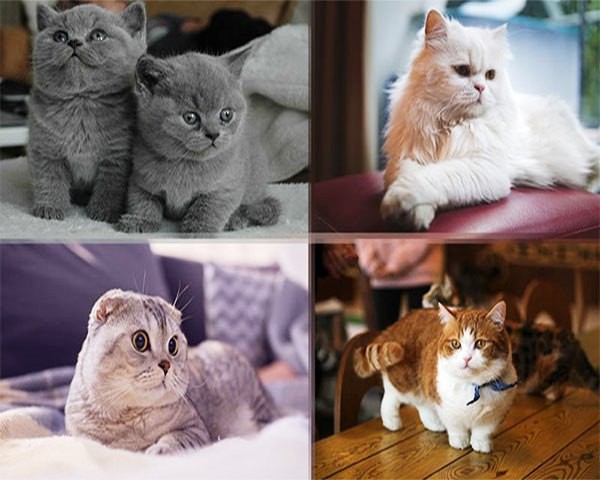 cac-giong-meo-quy-hiem-ma-moi-nguoi-thich-nuoi-1674259596.jpg