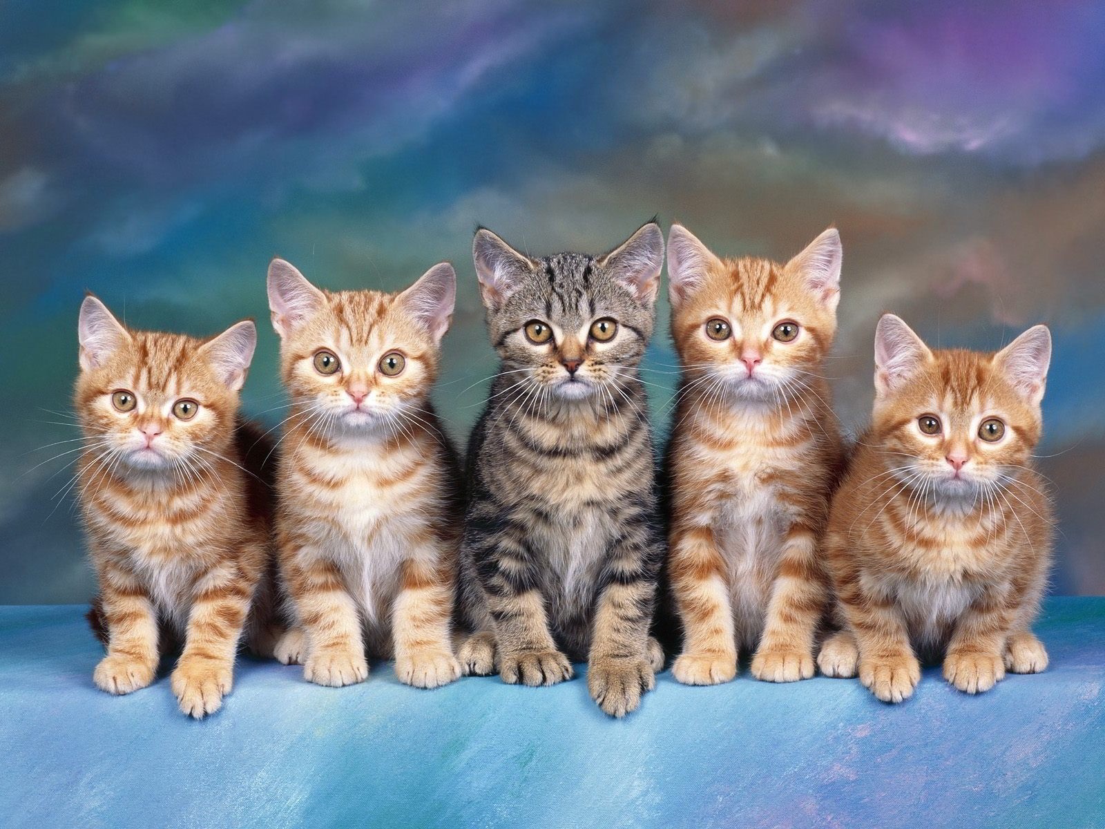 100 ảnh mèo cute đáng yêu ngộ nghĩnh làm ảnh nền siêu đẹp  Thiện Tâm