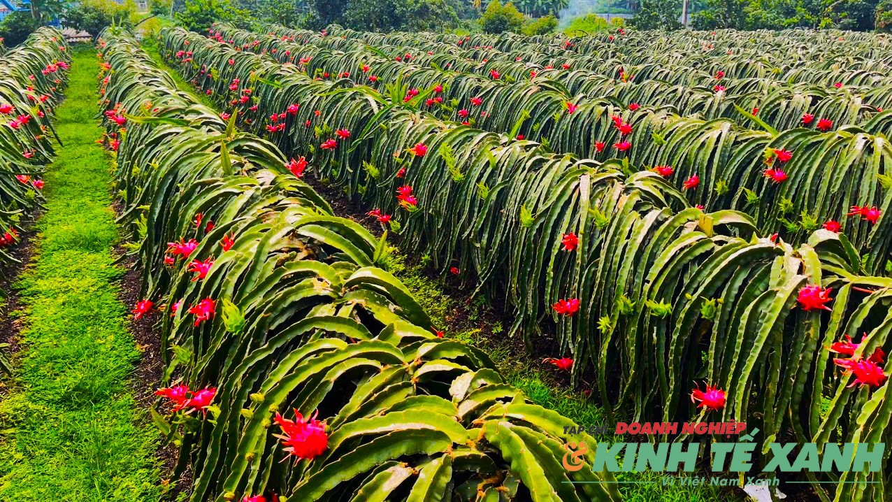 Bí quyết đưa trái thanh long Sơn La vươn ra thế giới