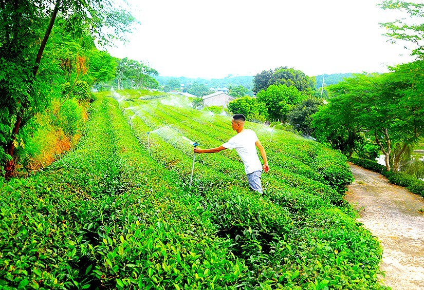 Nhiều mô hình nông nghiệp hay, góp phần xây dựng nông thôn mới ở Yên Sơn