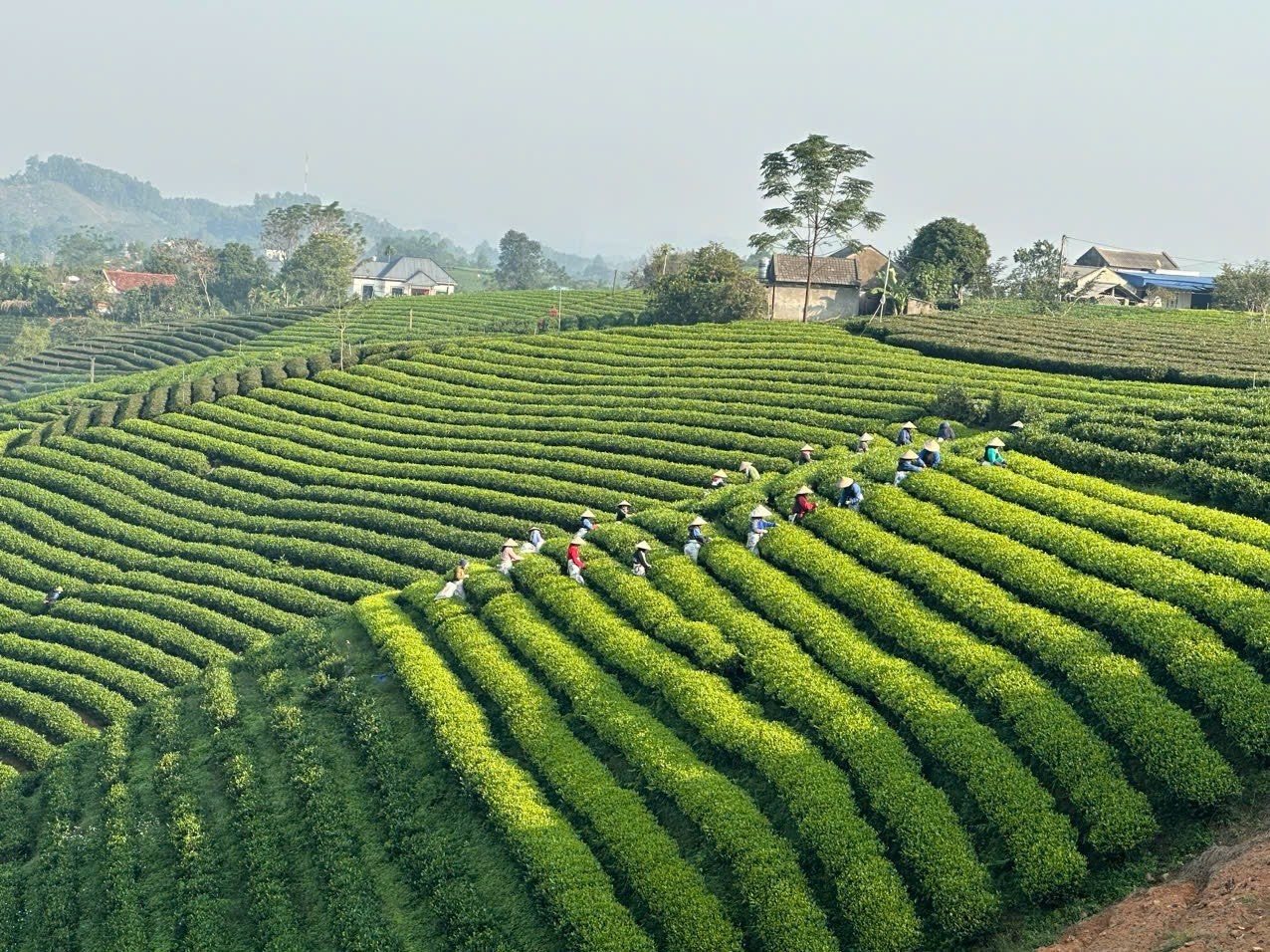 Bắc Ninh chú trọng phát triển kinh tế trang trại mang lại hiệu quả kinh tế cao