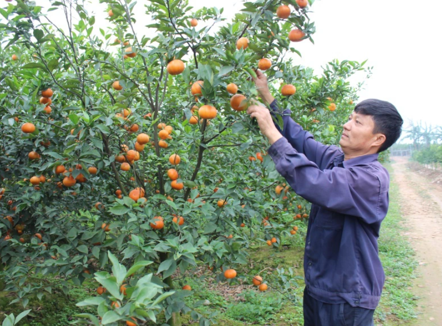 Bắc Ninh sôi nổi thi đua phong trào nông dân sản xuất kinh doanh giỏi, xây dựng nông thôn mới