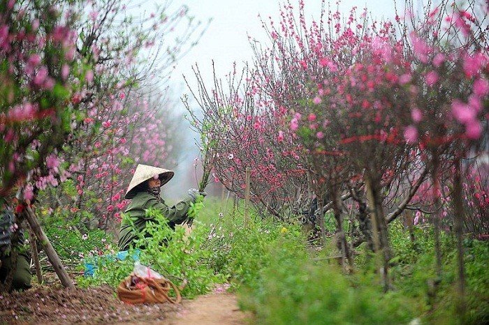 Hơn 100 gian hàng tham gia Lễ hội hoa đào, quất cảnh và sản phẩm OCOP