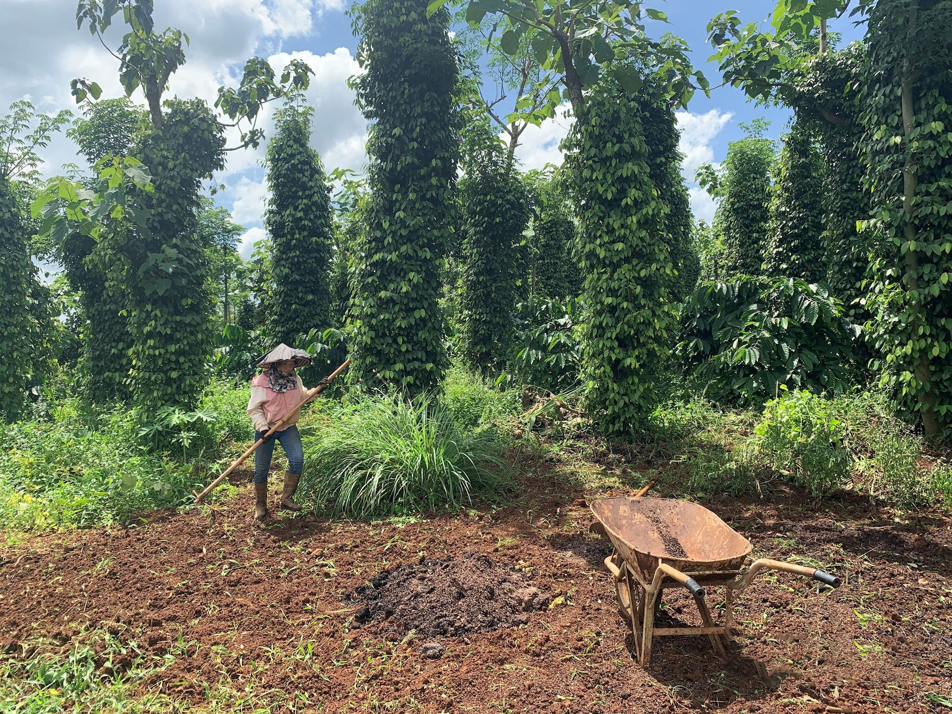 Nông dân Đắk Nông lấy cây rừng làm giải pháp chống khô hạn