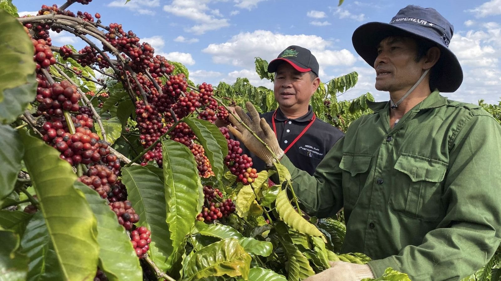 theo-so-nn-ptnt-dak-nong-ba-con-khong-nen-o-at-chuyen-doi-cay-trong-khac-sang-ca-phe-vi-de-dan-den-cac-nguy-co-mat-can-doi-ve-cung-cau-trong-nhung-nam-ke-tiep1719131078.jpg