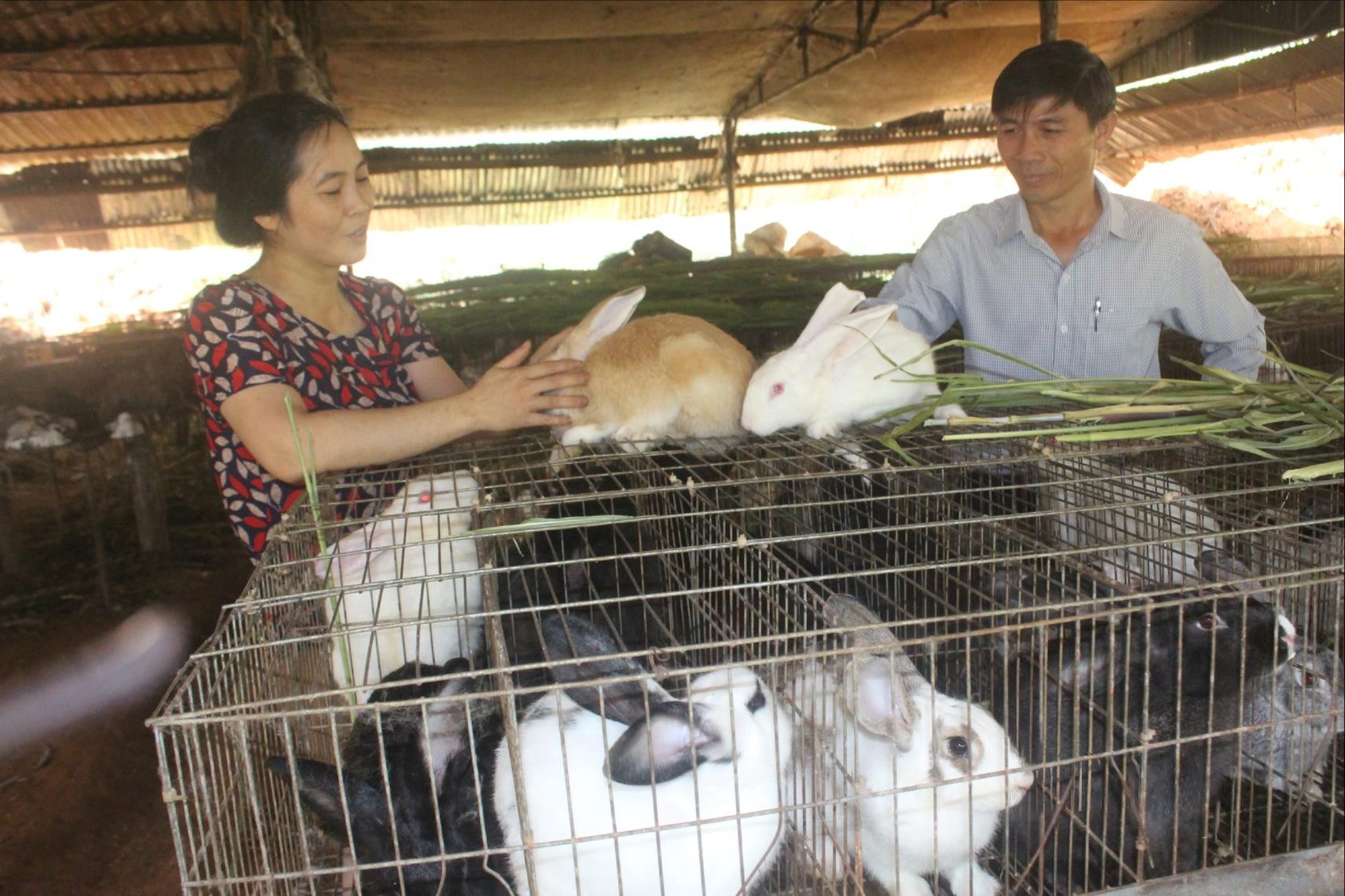 chi-vu-thi-thao-xa-nam-binh-huyen-dak-song-mong-muon-thanh-lap-htx-to-hop-tac-de-cung-phat-trien-quy-mo-nang-cao-gia-tri-kinh-te-trong-chan-nuoi-tho-1720950845.jpg