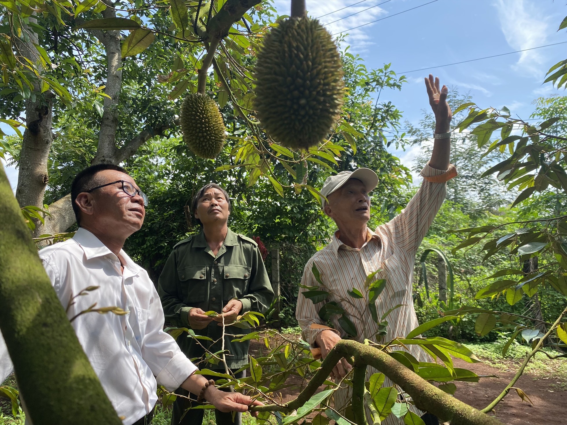 ubnd-tinh-dak-lak-khuyen-cao-nguoi-dan-khong-nen-phat-trien-sau-rieng-o-at-ma-can-tap-trung-vao-chat-luong-1722422174.jpg