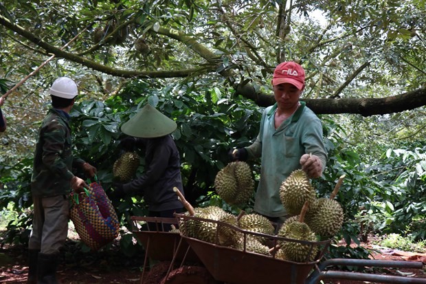 Đắk Nông và bài toán rủi ro khi phát triển sầu riêng ồ ạt