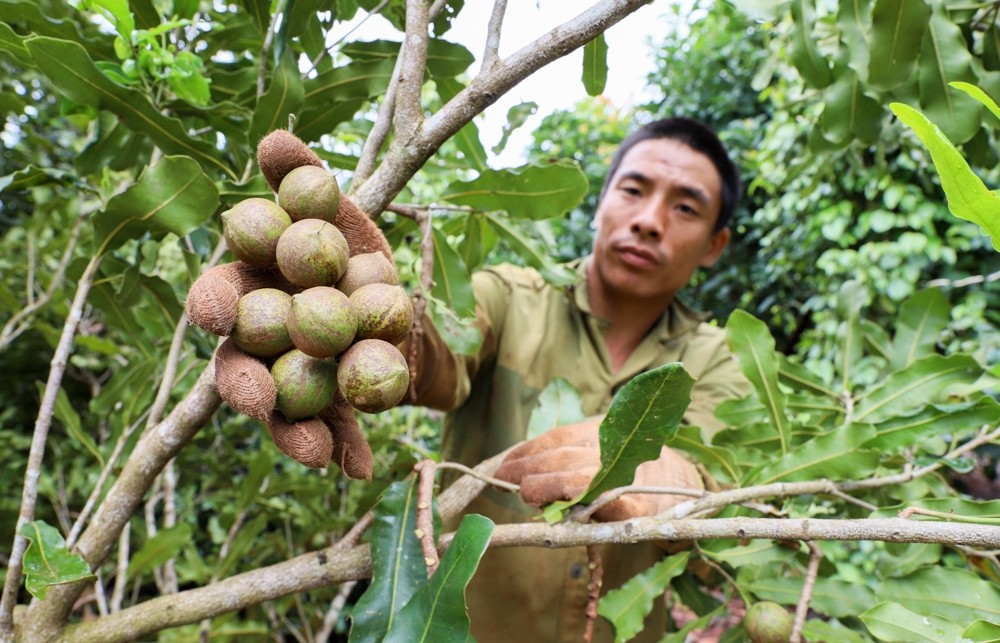 Mắc ca Đắk Lắk được giá, được mùa: vui mừng nhưng cần thận trọng