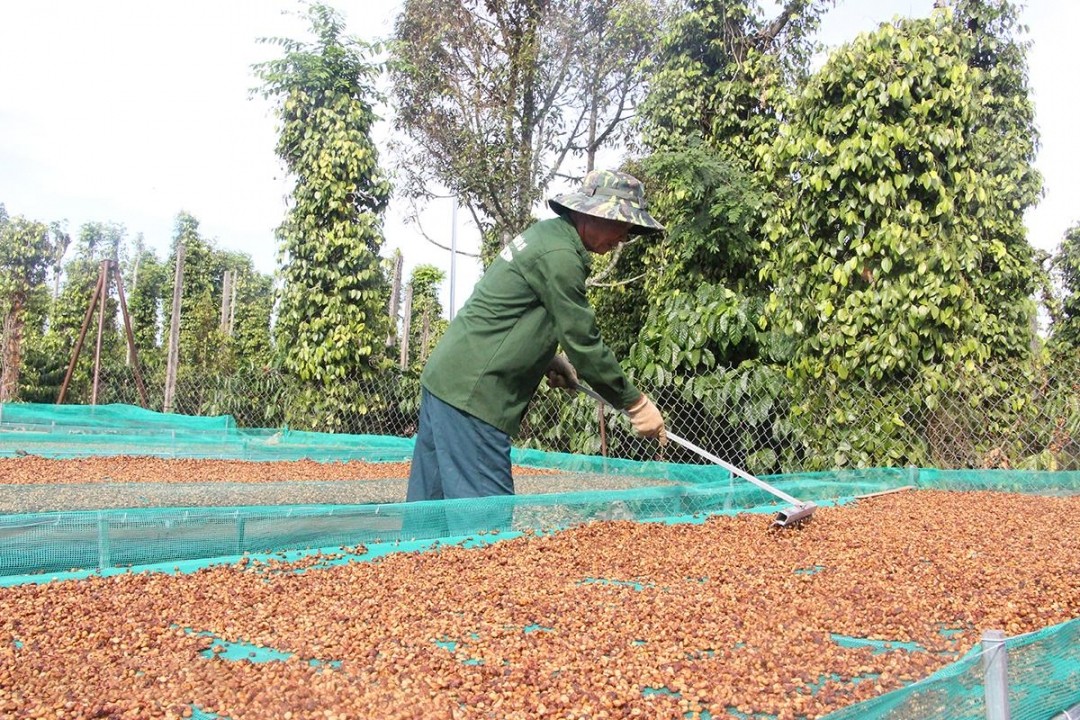 canh-tac-ca-phe-theo-huong-ben-vung-cho-nang-suat-va-chat-luong-san-pham-tot-hon-so-voi-truoc-1744187845.jpg
