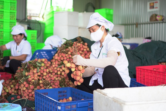 Các Hiệp định thương mại tạo động lực cho xuất khẩu nông sản Việt Nam